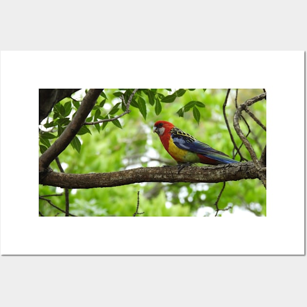 Eastern Rosella sitting in a tree Wall Art by claire-l-page